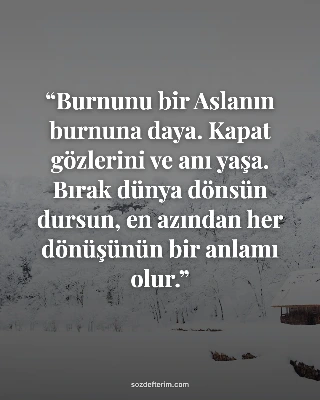 Burnunu bir Aslanın burnuna daya. Kapat gözlerini ve anı yaşa. Bırak dünya dönsü