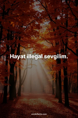 Hayat illegal sevgilim.
