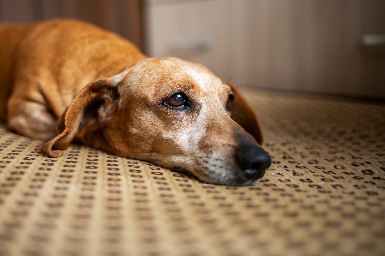 Perro triste mirando por la ventana
