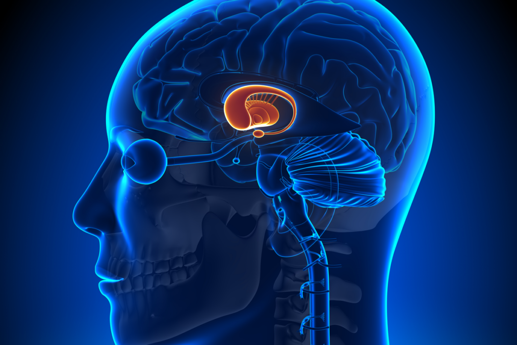 Bazal ganglion